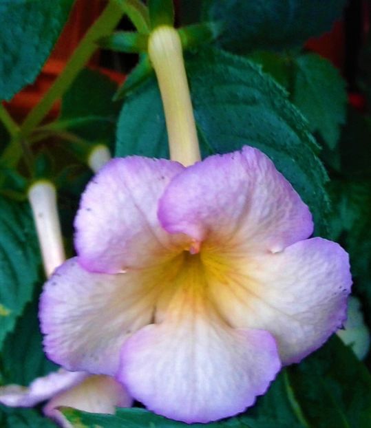  - 000012 ACHIMENES