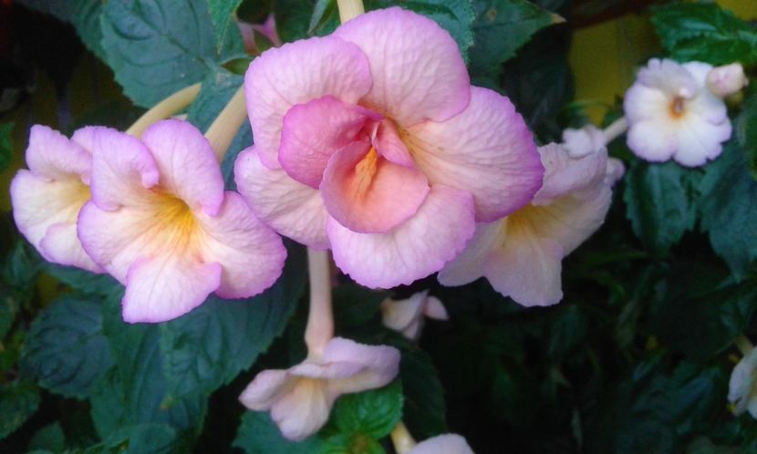  - 000012 ACHIMENES