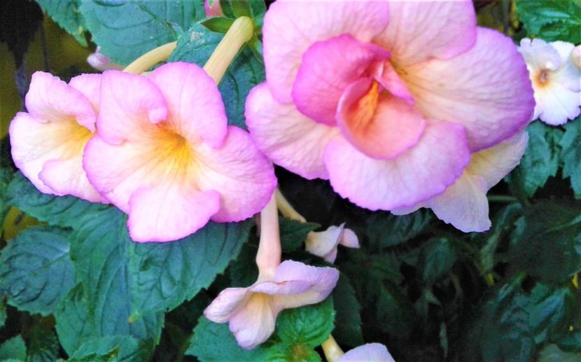  - 000012 ACHIMENES