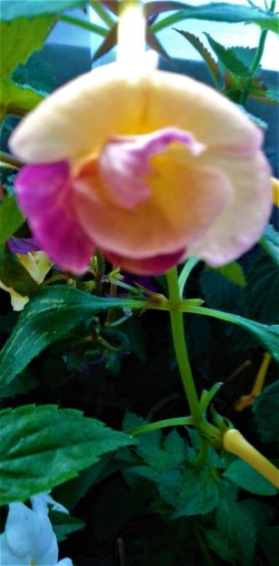  - 000013 ACHIMENES