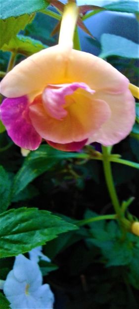  - 000013 ACHIMENES