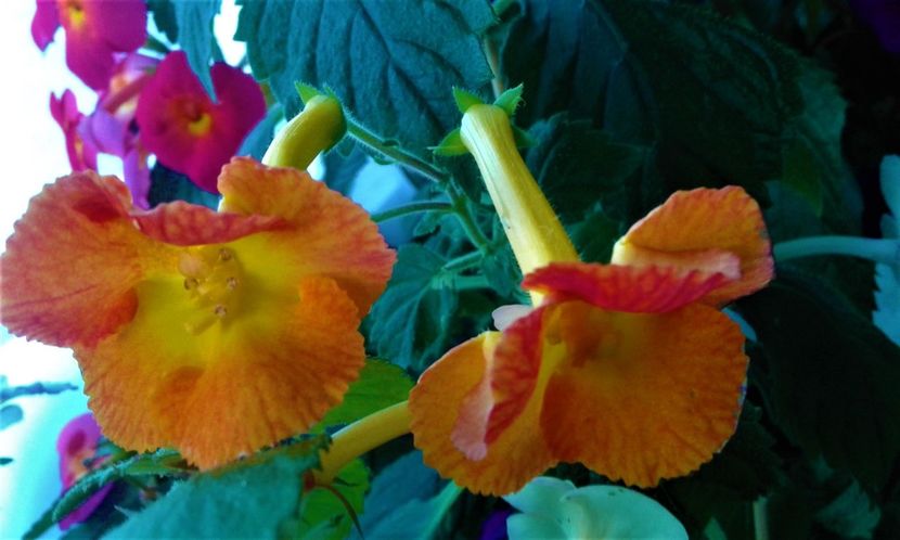  - 000013 ACHIMENES