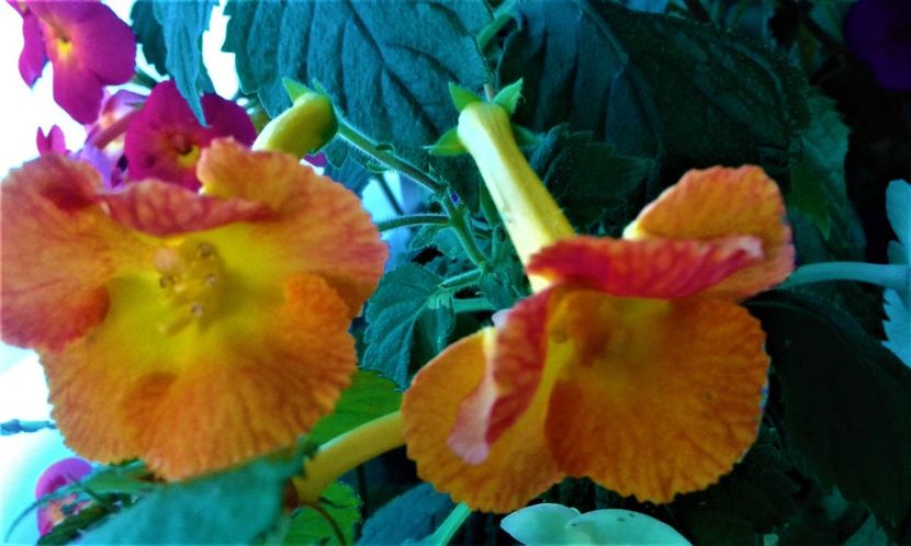  - 000013 ACHIMENES