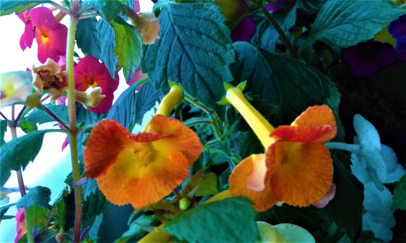 - 000013 ACHIMENES