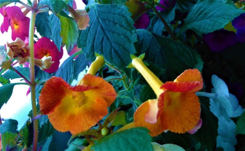  - 000013 ACHIMENES
