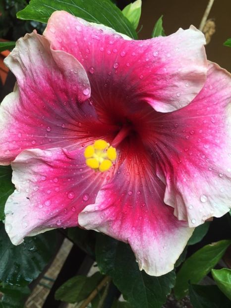 Moorea Imperial Blossom - 30 lei - lastari rezervati A