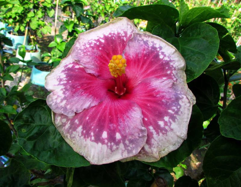 Renaissance Blue - 40 lei - lastari rezervati A