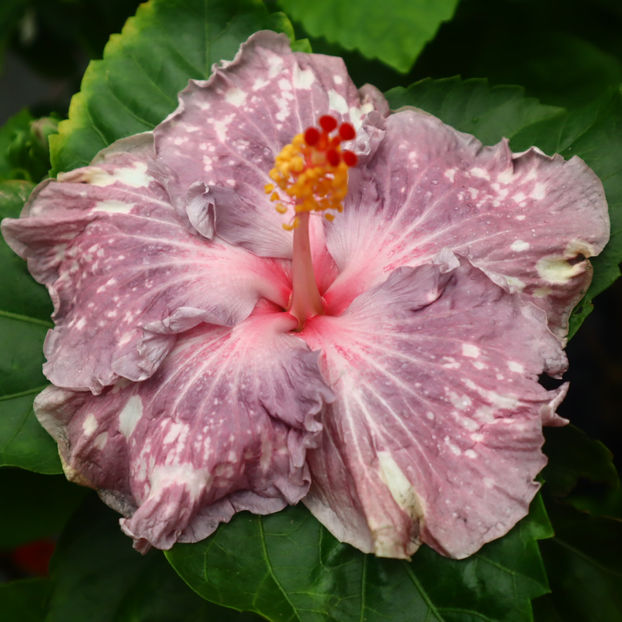 Chi s Garden Berry Bubblegum - 35 - lastari rezervati A