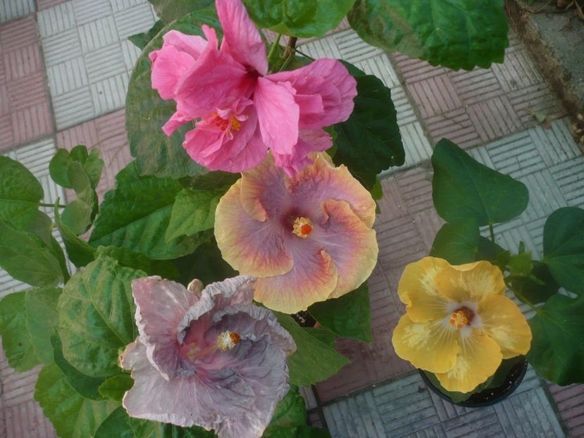 P1450607 - HIBISCUSI 2020-2