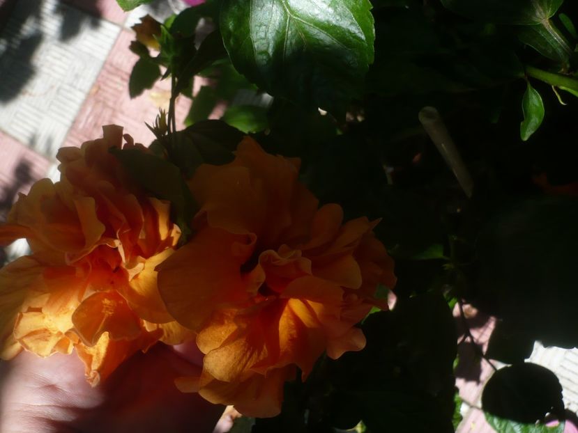 P1450608 - HIBISCUSI 2020-2