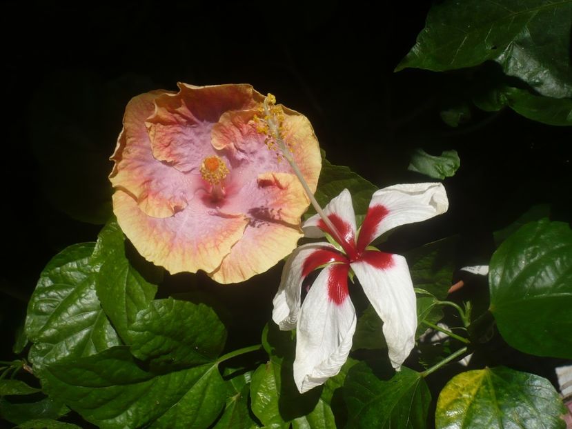 P1450614 - HIBISCUSI 2020-2