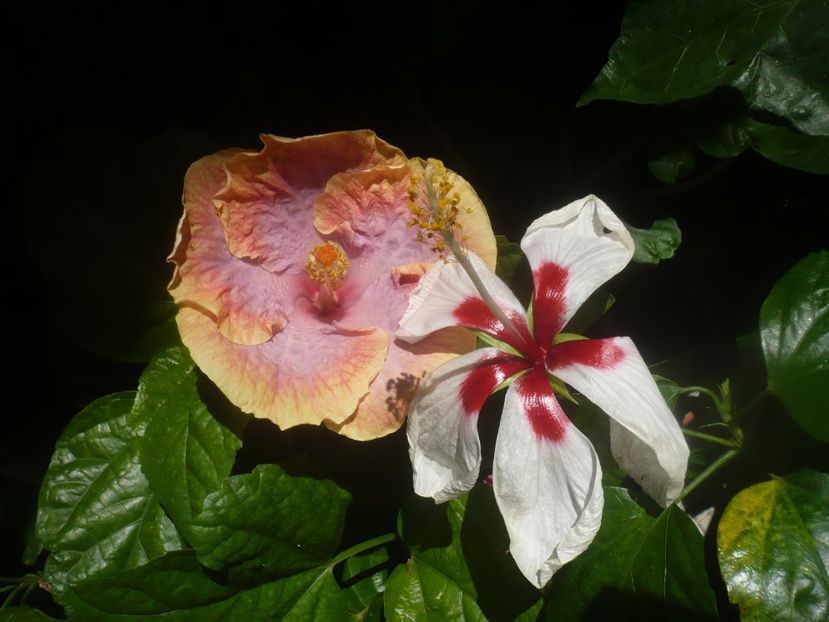 P1450615 - HIBISCUSI 2020-2