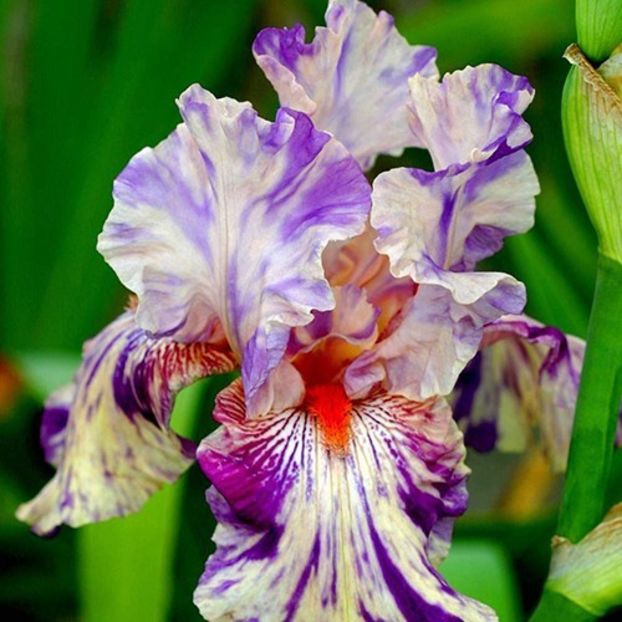 Iris Peach Jam - Bulbi Iris germanica de vanzare