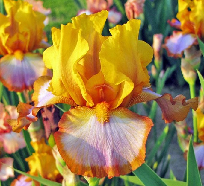 Iris Brown Lasso - Bulbi Iris germanica de vanzare-2024
