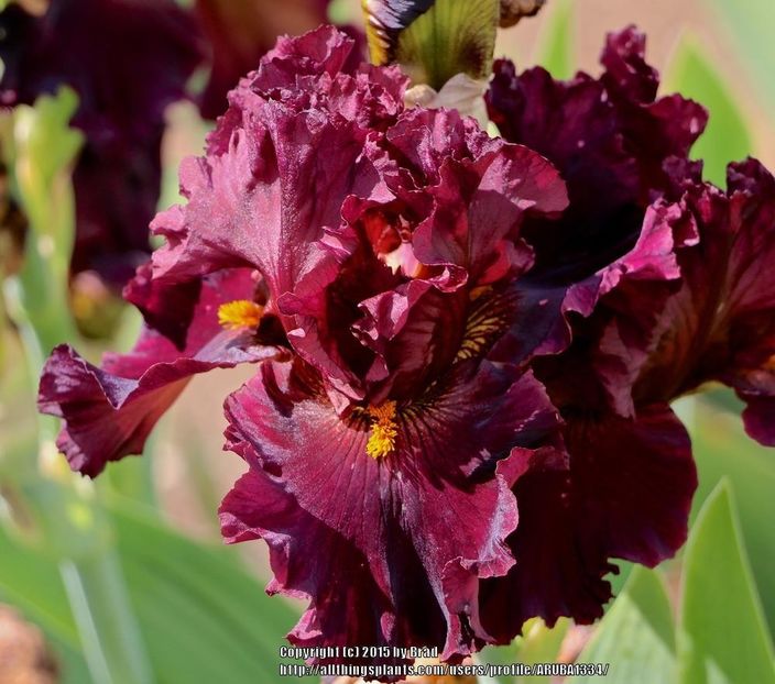 Hearty Burgundy - Bulbi Iris germanica de vanzare-2024