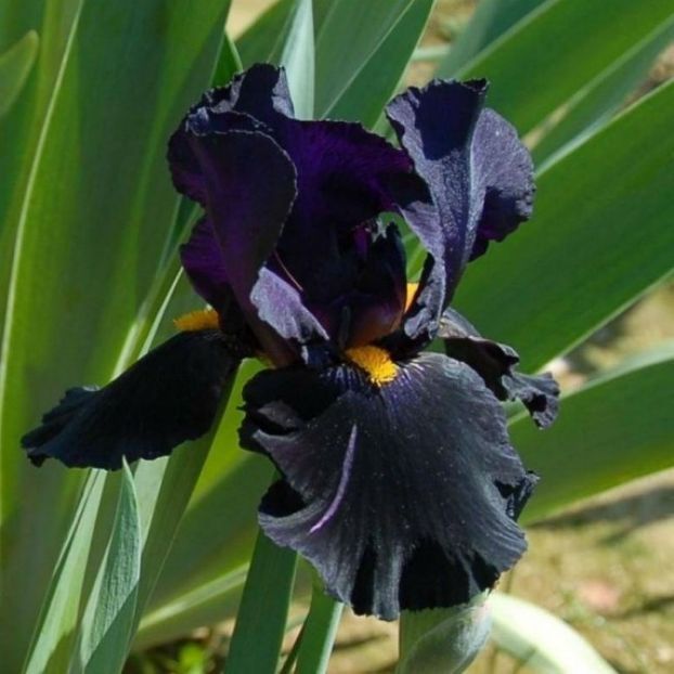 Iris Black Night - Bulbi Iris germanica de vanzare-2024