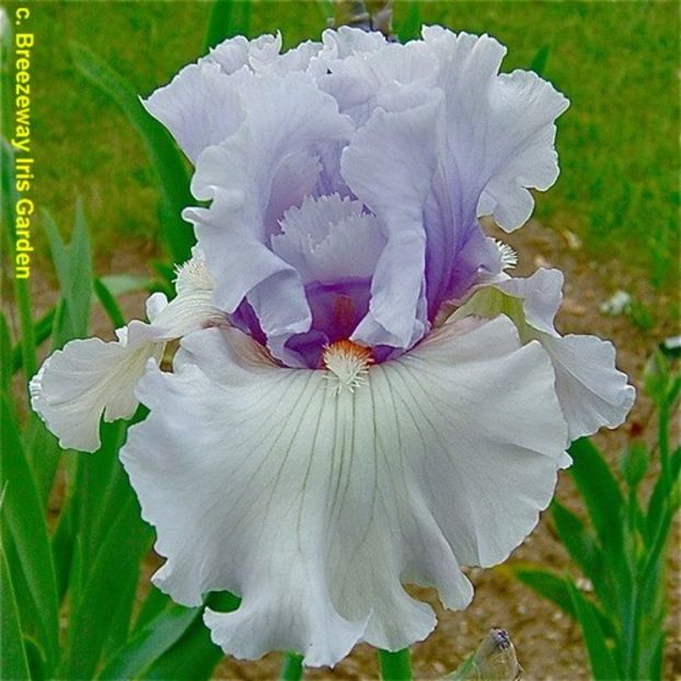 Iris Fogbound - Bulbi Iris germanica de vanzare-2024