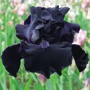 Iris GERMANICA Black Knight - Bulbi Iris germanica de vanzare-2024