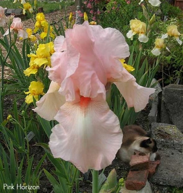 Iris Pink Horizon - Bulbi Iris germanica de vanzare