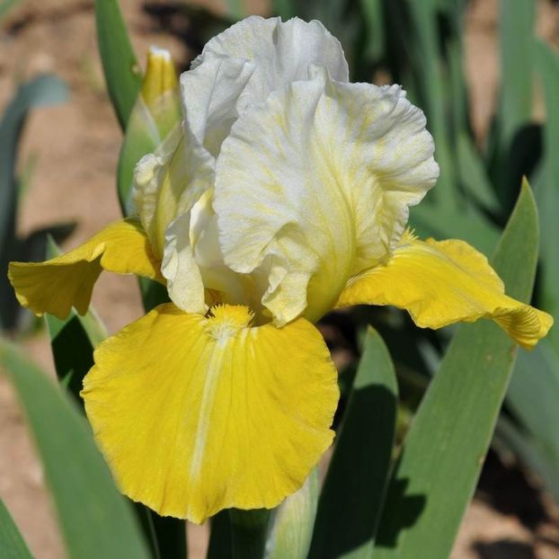 IRIS GERMANICA APOLLOS TOUCH - Bulbi Iris germanica de vanzare-2024