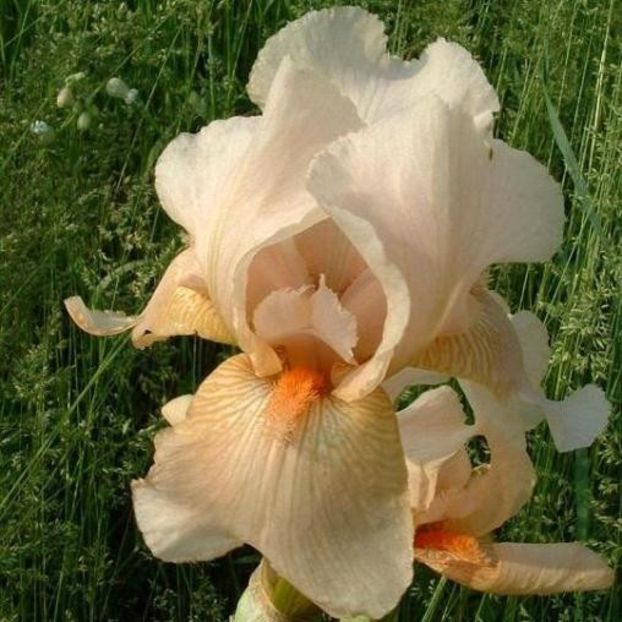 IRIS GERMANICA APRICOT SILK - Bulbi Iris germanica de vanzare-2024