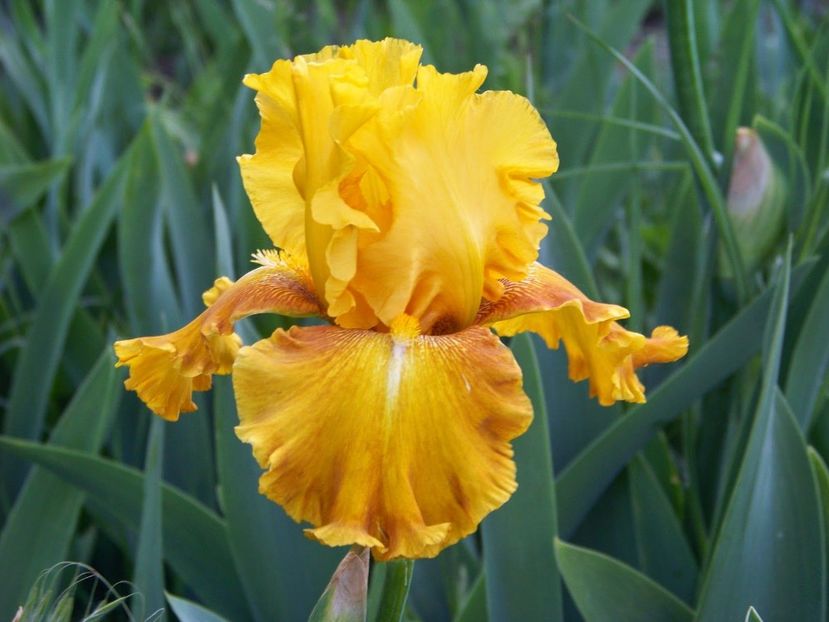 IRIS GERMANICA AZTEC TREASURE - Bulbi Iris germanica de vanzare-2024