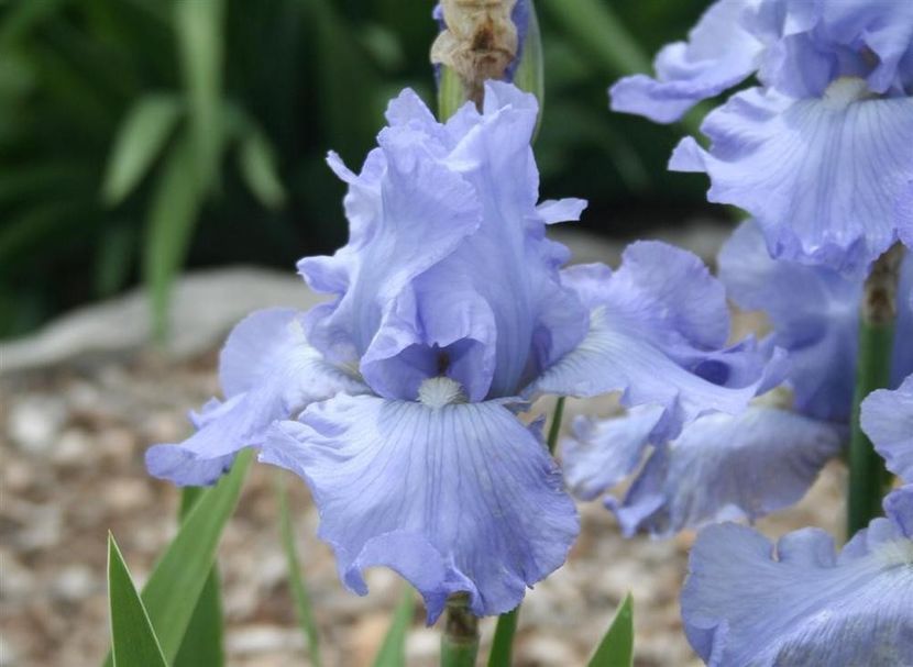 IRIS GERMANICA BABBELING BROOK - Bulbi Iris germanica de vanzare-2024