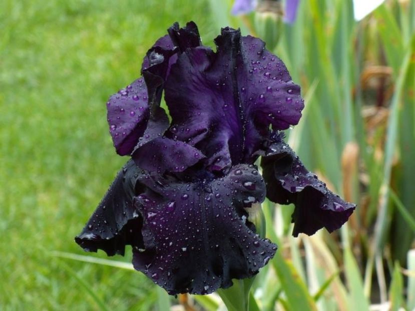 IRIS GERMANICA BLACK TAFFETA - Bulbi Iris germanica de vanzare-2024