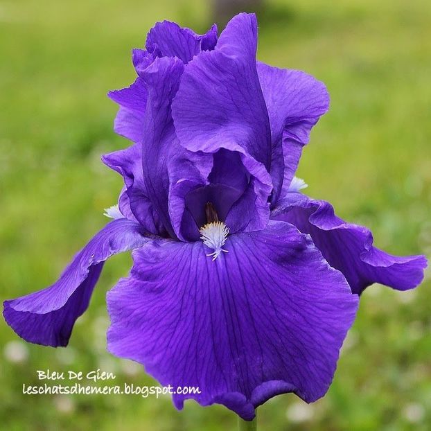 IRIS GERMANICA BLUE DE GIEN - Bulbi Iris germanica de vanzare-2024