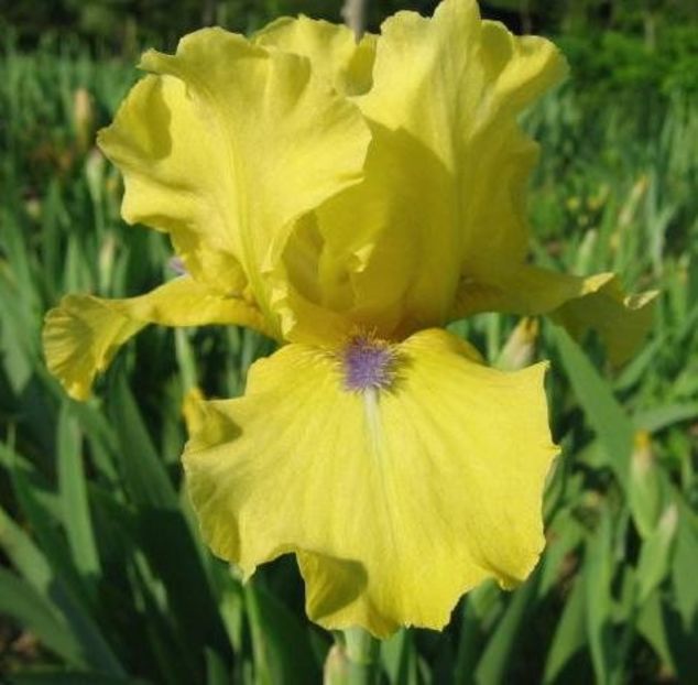 IRIS GERMANICA BLUE EYED BLOND - Bulbi Iris germanica de vanzare-2024