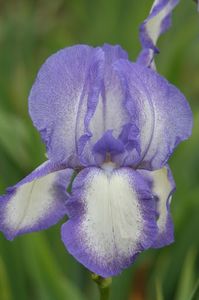 IRIS GERMANICA BLUE SHIMMER - Bulbi Iris germanica de vanzare-2024