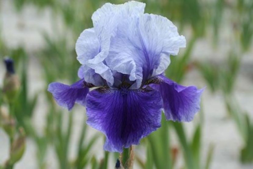 IRIS GERMANICA BLUSHES - Bulbi Iris germanica de vanzare-2024