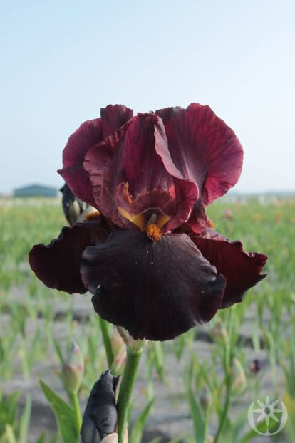 IRIS GERMANICA CHIEF WAUKESHA - Bulbi Iris germanica de vanzare-2024