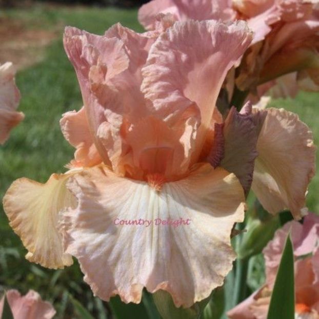 IRIS GERMANICA HIDDEN WORLD - Bulbi Iris germanica de vanzare-2025