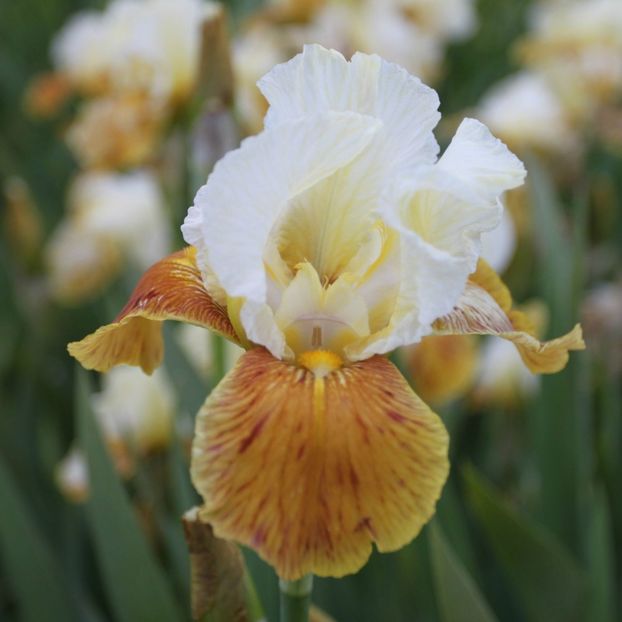 IRIS GERMANICA HONEY GLAZED - Bulbi Iris germanica de vanzare-2025