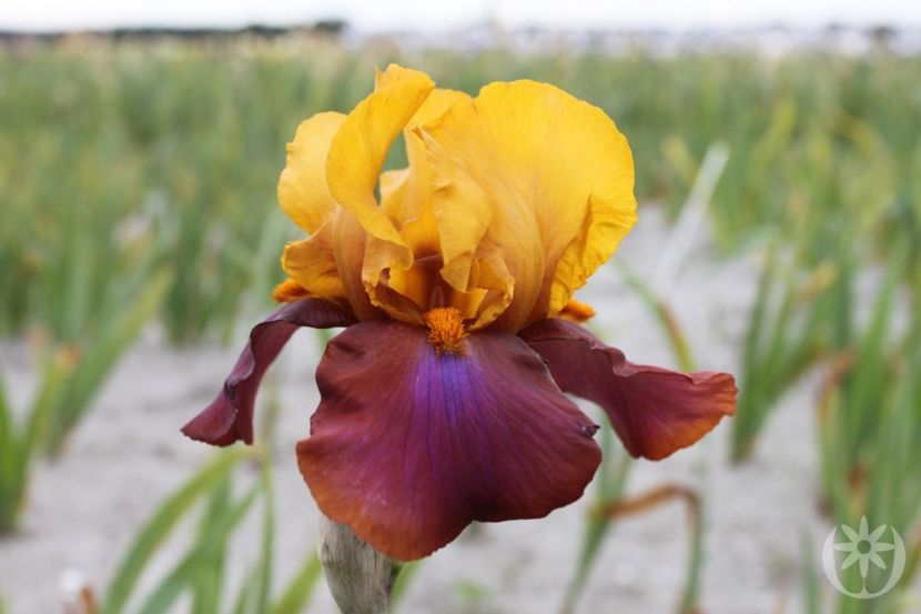 IRIS GERMANICA LOUDER STILL - Bulbi Iris germanica de vanzare-2025