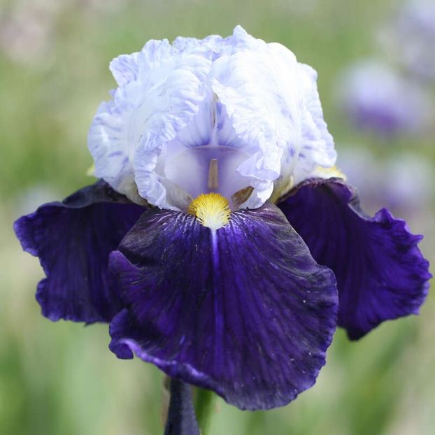 IRIS GERMANICA NIGHT EDITION - Bulbi Iris germanica de vanzare-2025