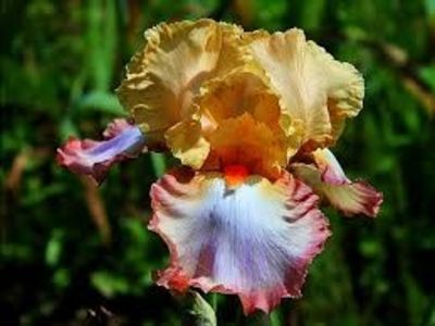 IRIS GERMANICA PEACH PICOTEE - Bulbi Iris germanica de vanzare-2025
