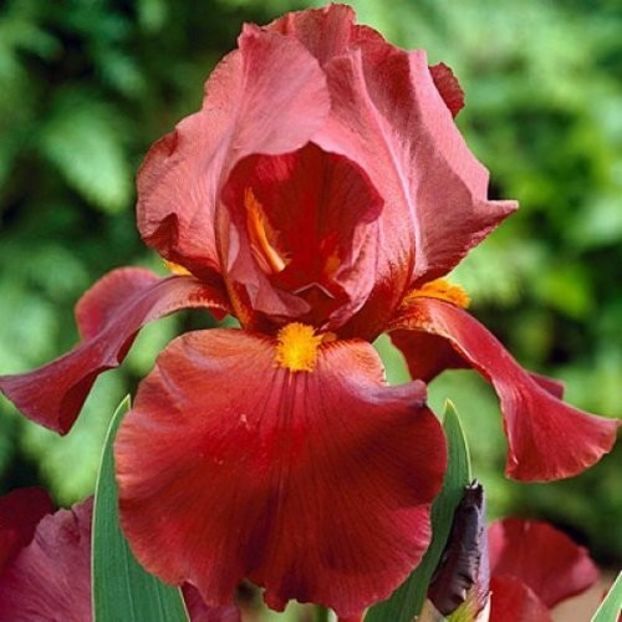 IRIS GERMANICA RESPECTABLE - Bulbi Iris germanica de vanzare-2025