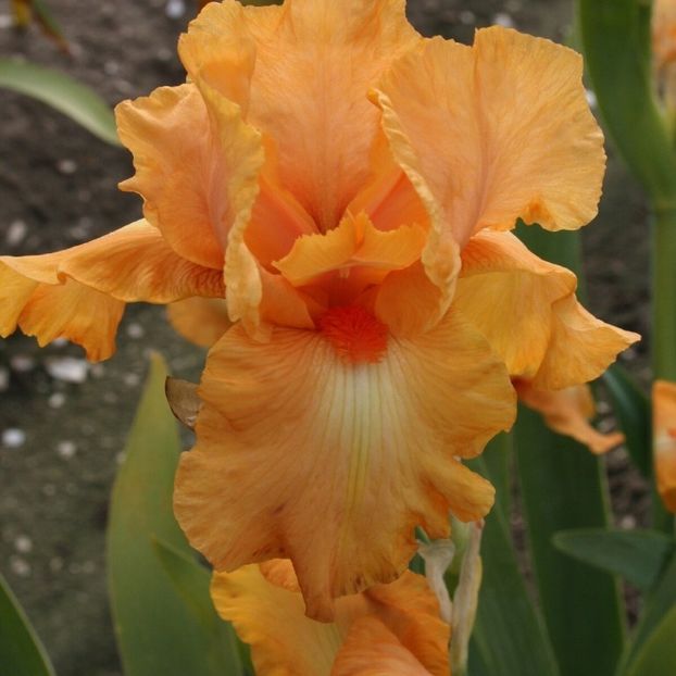IRIS GERMANICA ROBUSTO - Bulbi Iris germanica de vanzare-2025