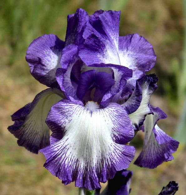 IRIS GERMANICA ROCOCO - Bulbi Iris germanica de vanzare-2025