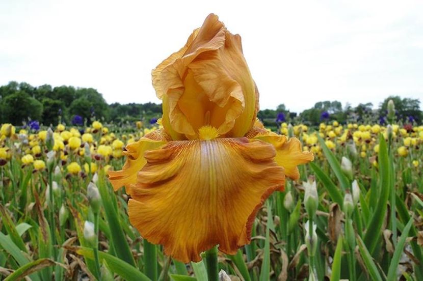 IRIS GERMANICA RUSTIC CEDAR - Bulbi Iris germanica de vanzare-2025