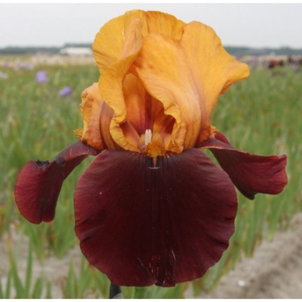 IRIS GERMANICA SHOWER - Bulbi Iris germanica de vanzare-2025