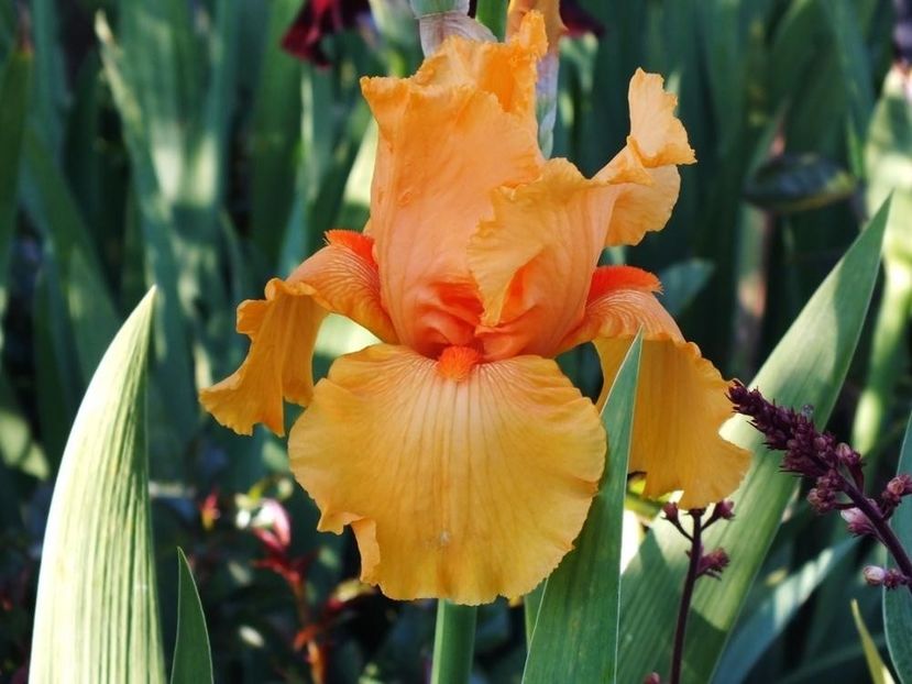 IRIS GERMANICA SKYFIRE - Bulbi Iris germanica de vanzare-2025