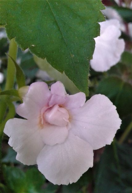  - 000013 ACHIMENES