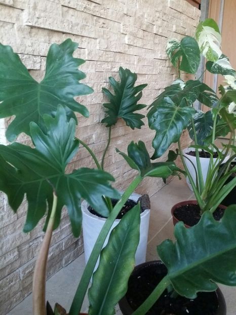  - plantutele mele