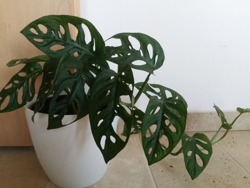  - plantutele mele