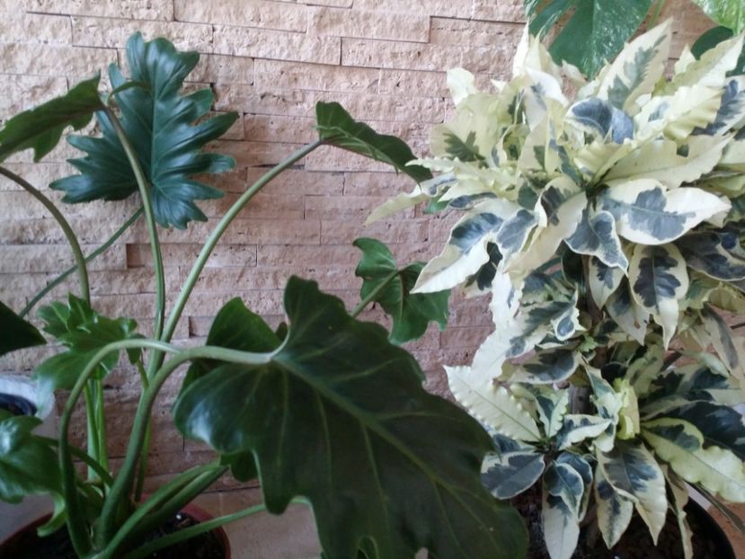  - plantutele mele