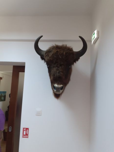  - Vulcani Norocoși concediu 2020