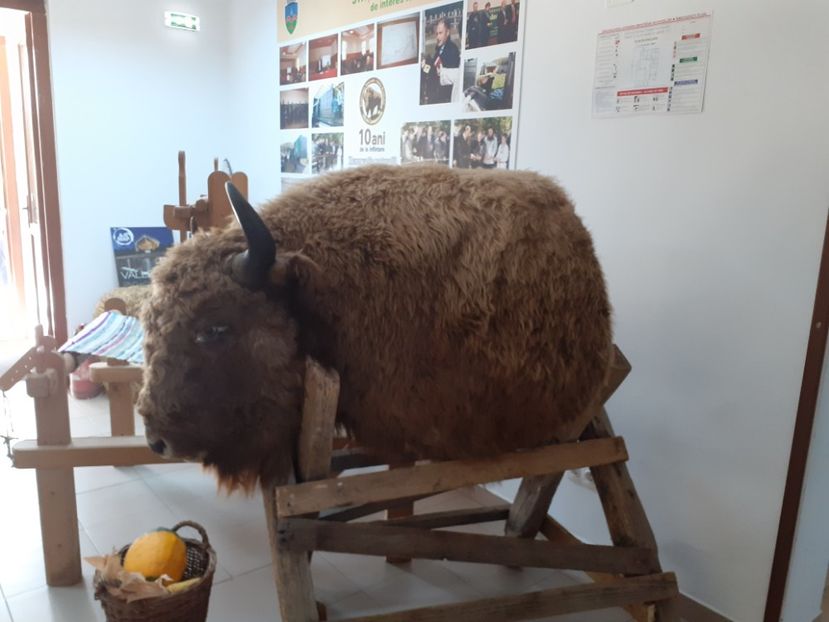  - Vulcani Norocoși concediu 2020